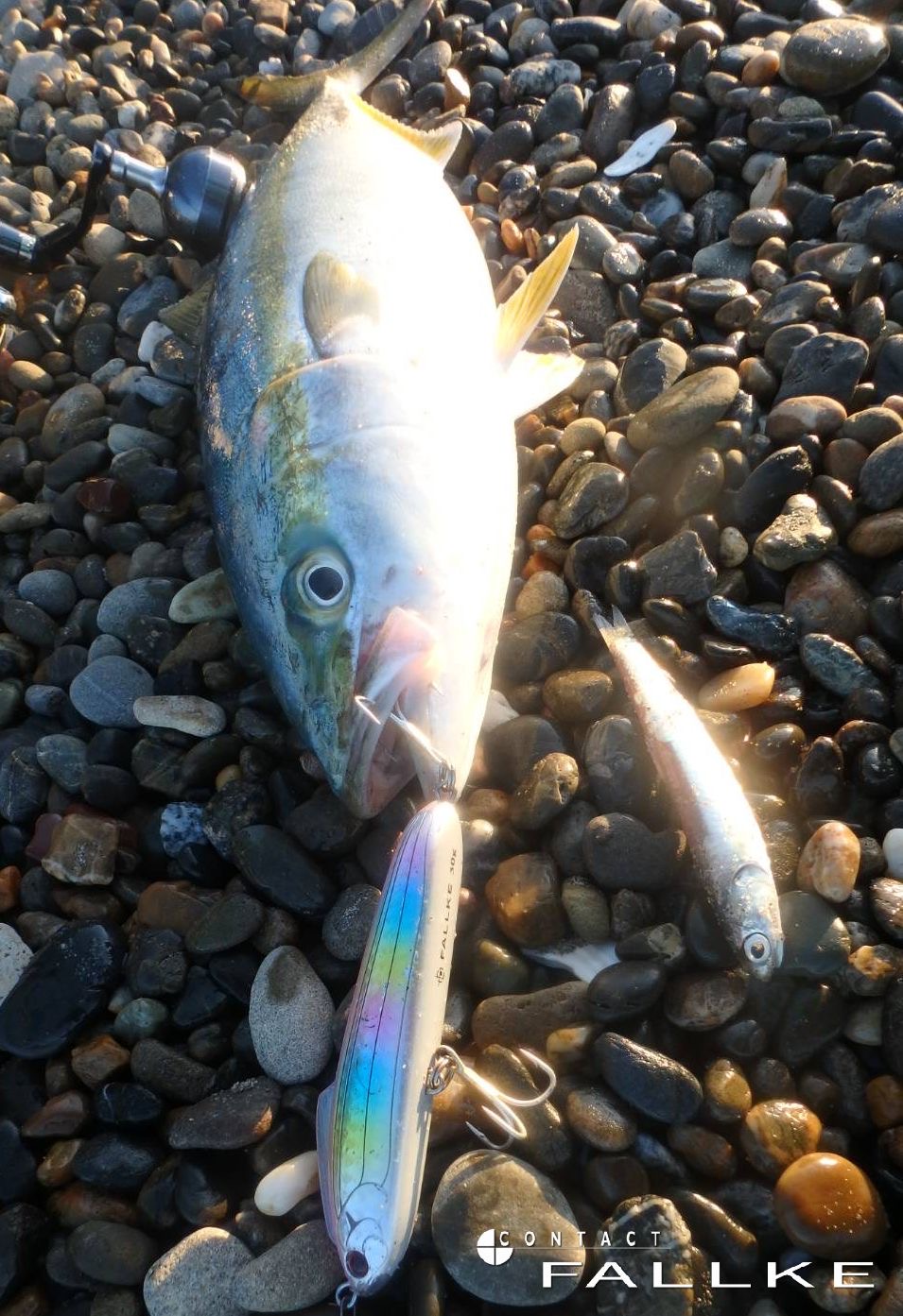 釣果報告 遠州灘サーフ ハマチ ブリ 5