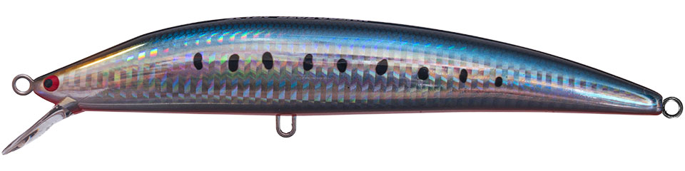 04.イワシ/レッドベリー