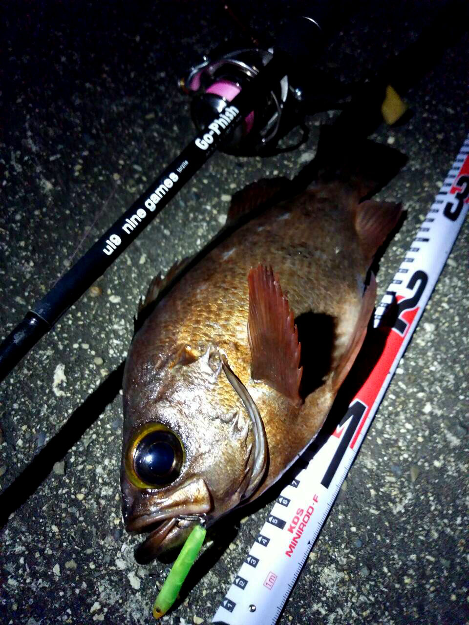釣果報告 プラグで尺メバル