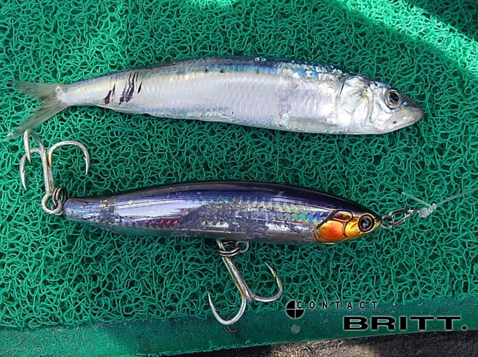 釣果報告 山形県 クロマグロ。2016/6