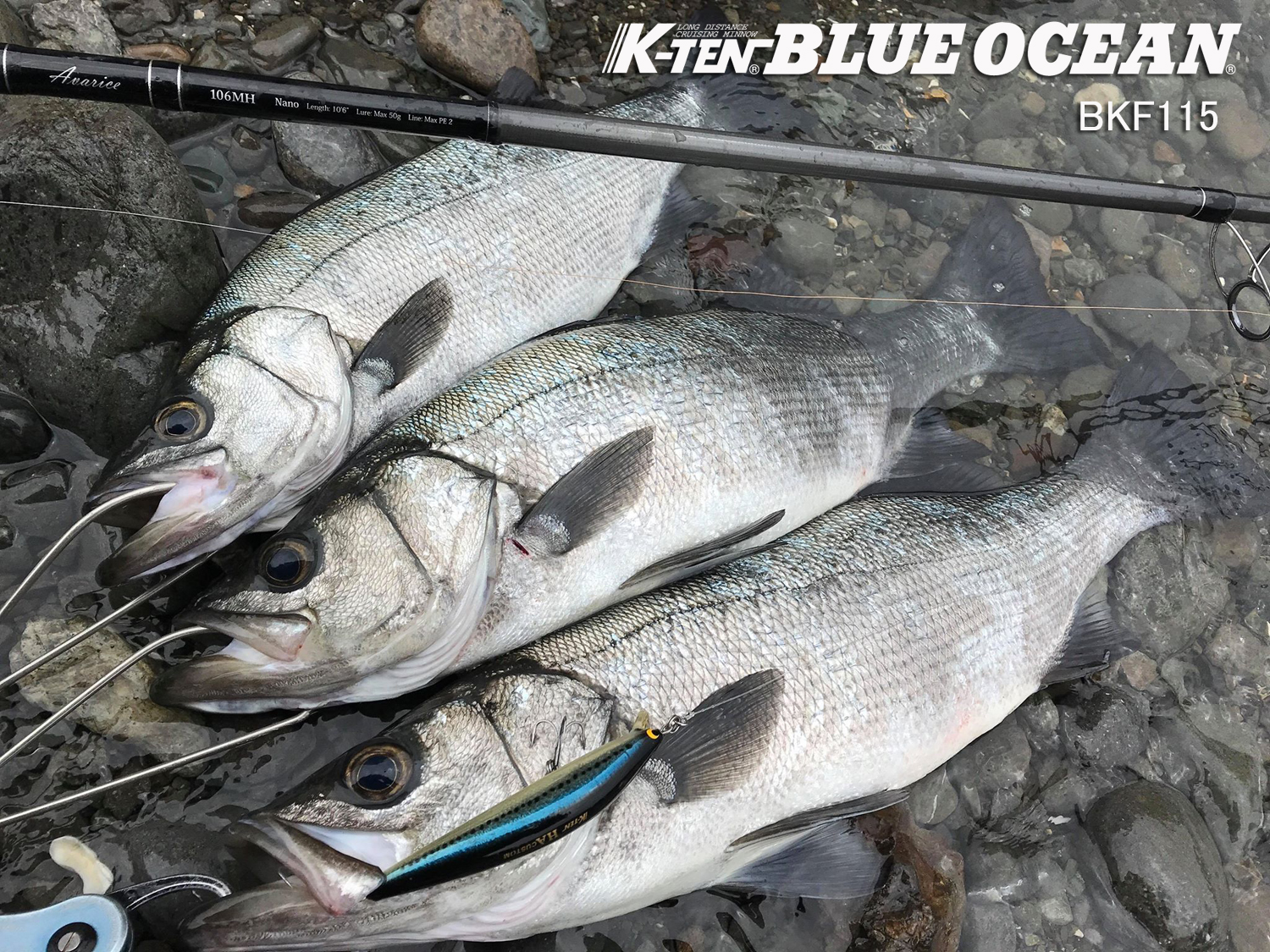 釣果報告 徳島県 ヒラスズキ。2018/4