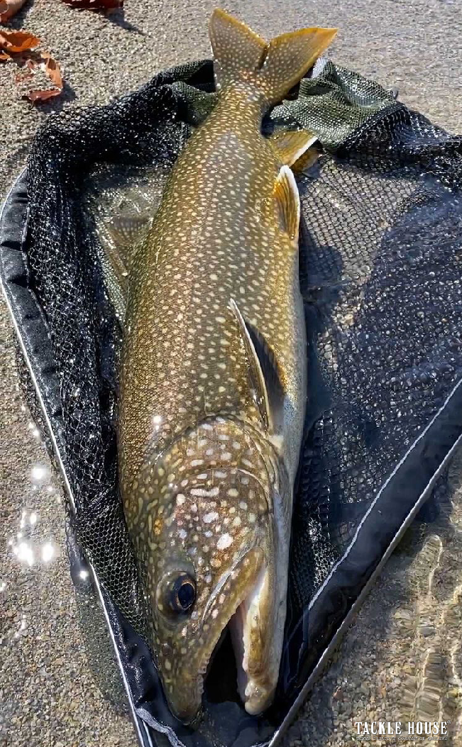 釣果報告 中禅寺湖 レイクトラウト。2021/4