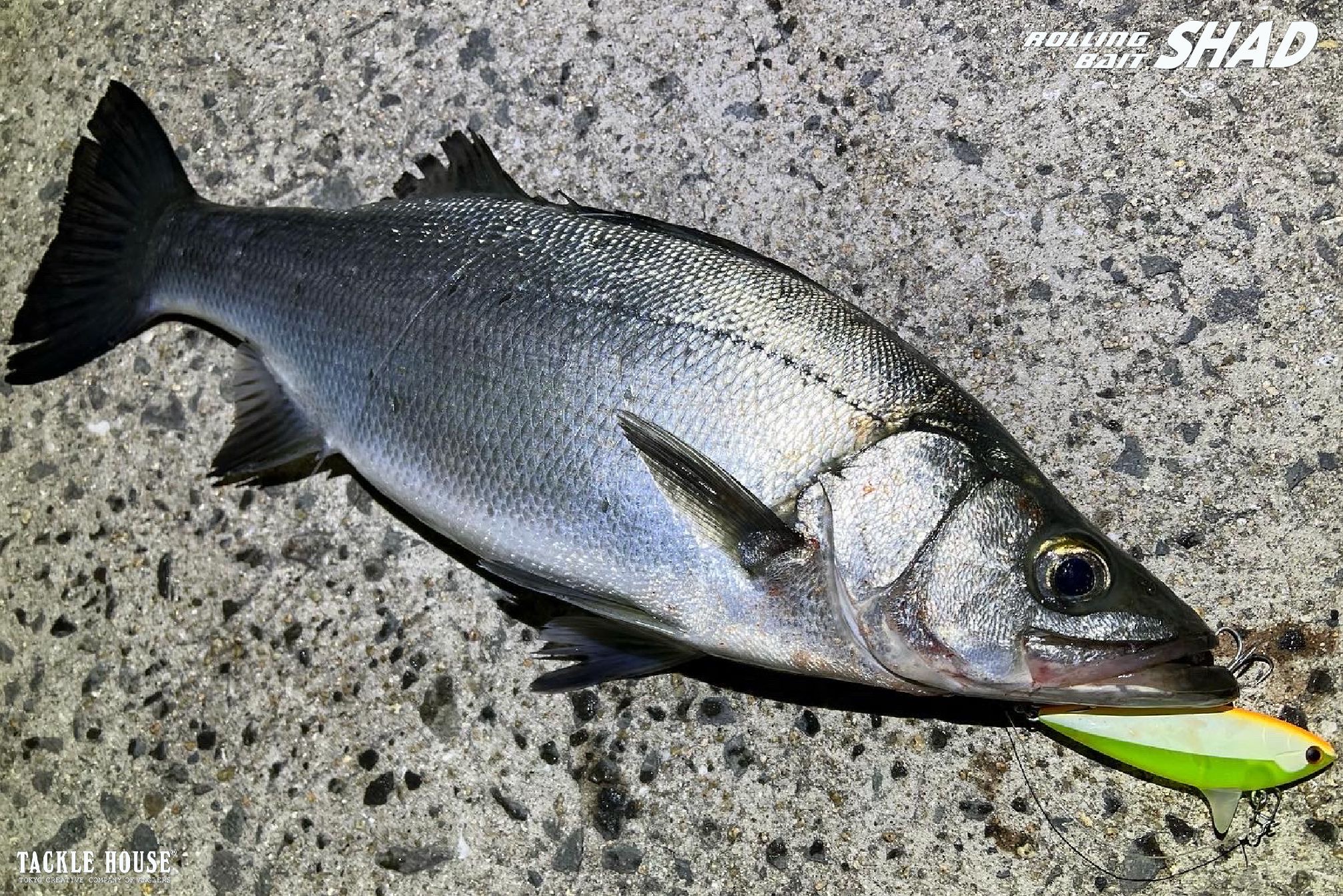 釣果報告 長崎県 ヒラスズキ 。2022/2