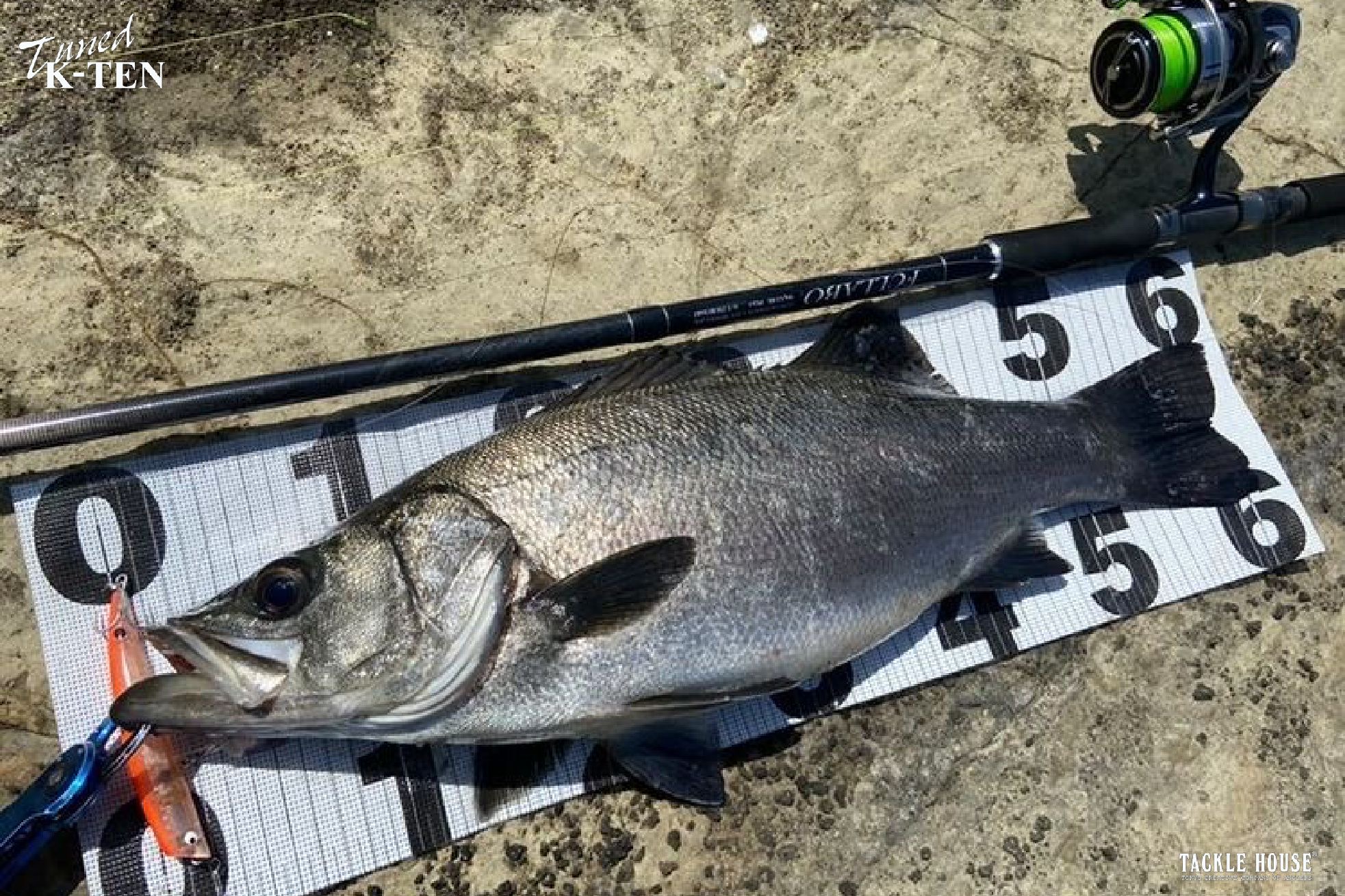 釣果報告 神奈川県三浦半島 ヒラスズキ 。2022/4