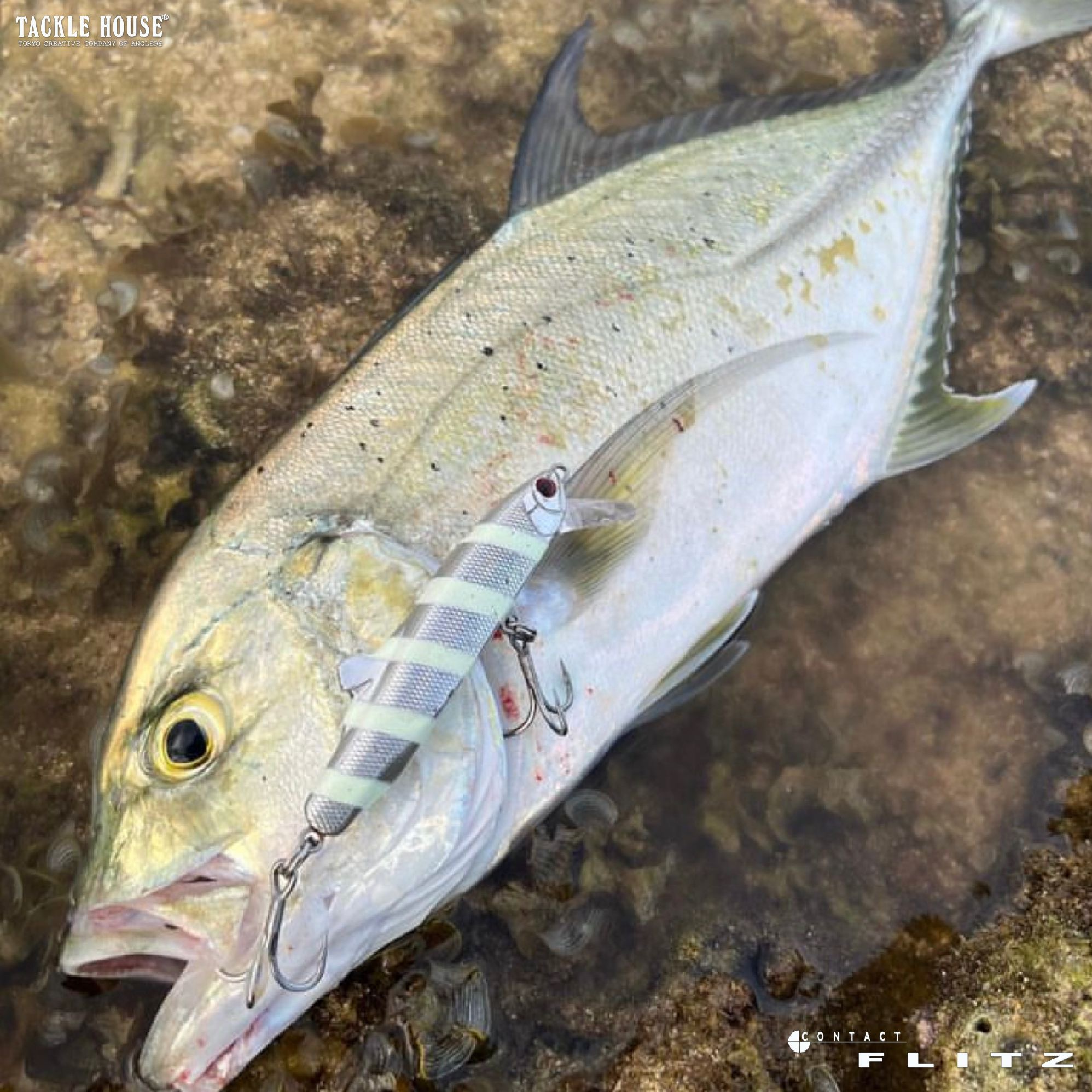 釣果報告 沖縄県 オニヒラアジ。2022/10