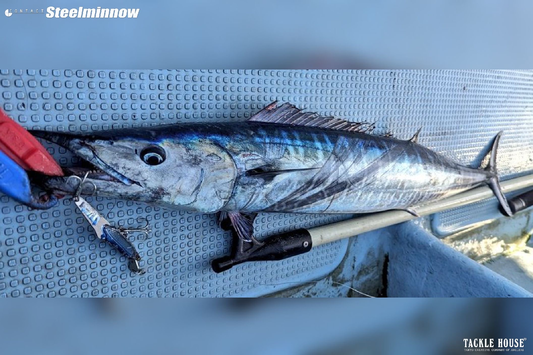 釣果報告 静岡県 カマスサワラ。2023/8