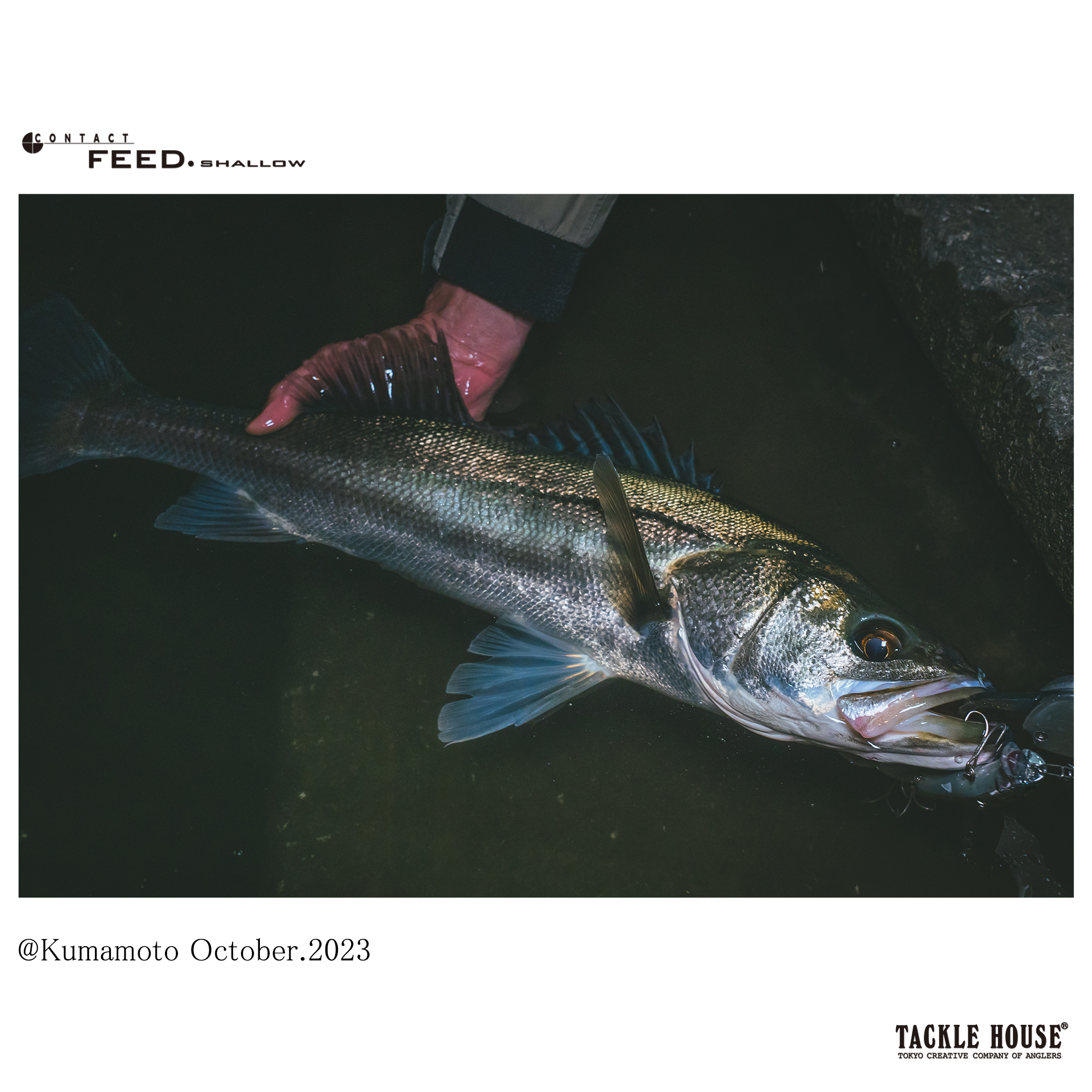 シーバス フィッシングショー限定 まとめ売り 未使用品 シーバス