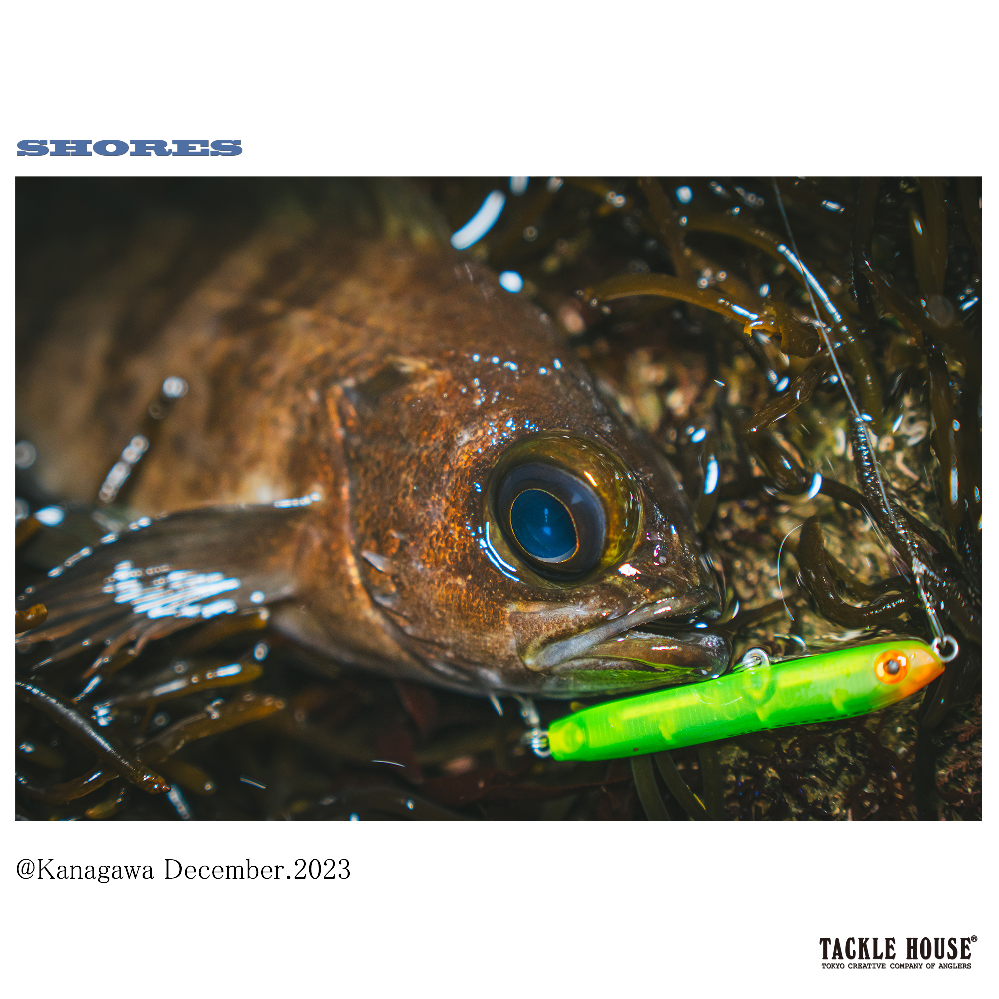 Field report】神奈川県三浦半島 メバル。2023/12