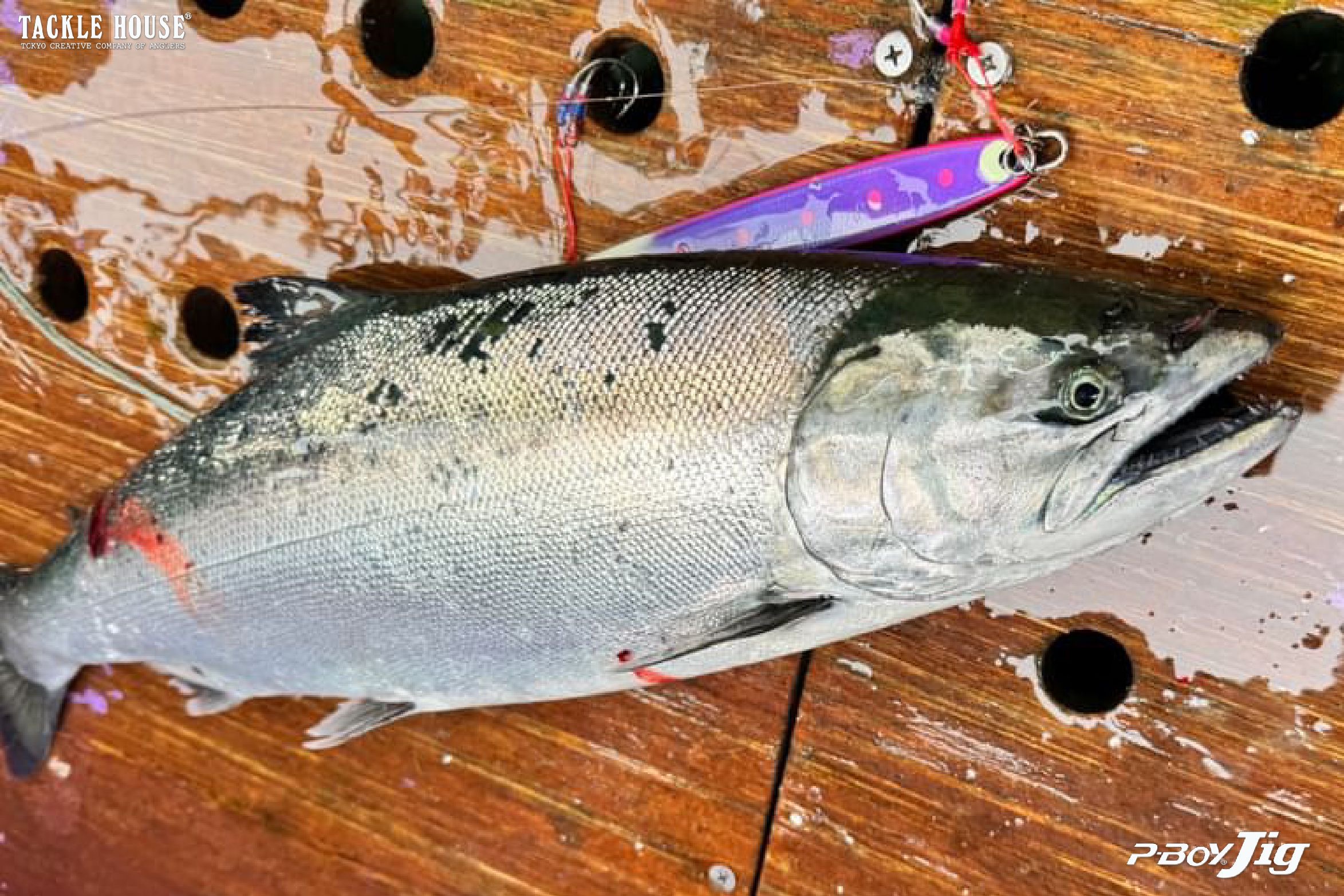 釣果報告 青森県 サクラマス 。2024/3