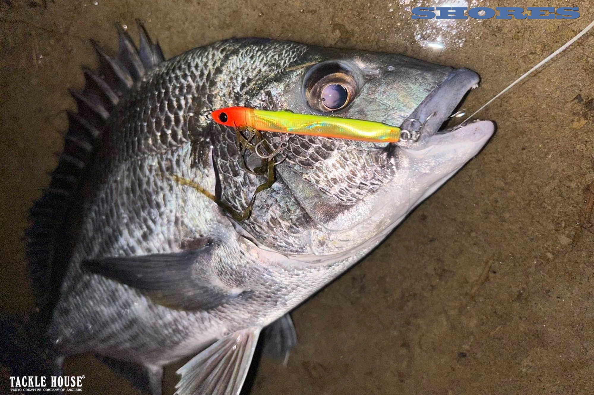 釣果報告 浜名湖 クロダイ(チヌ)。2024/7