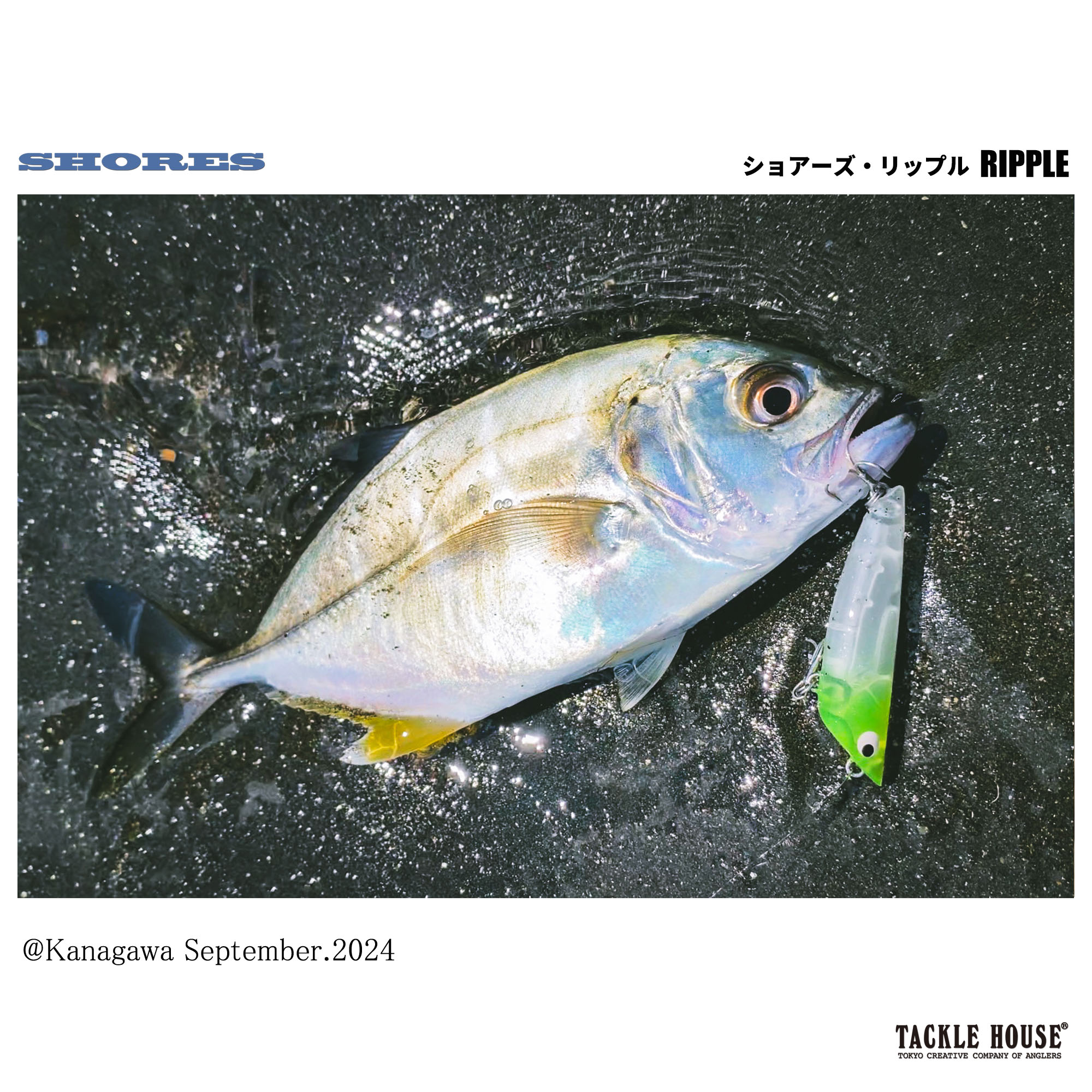 Field report】神奈川県湘南、三浦 メッキ 。2024/9