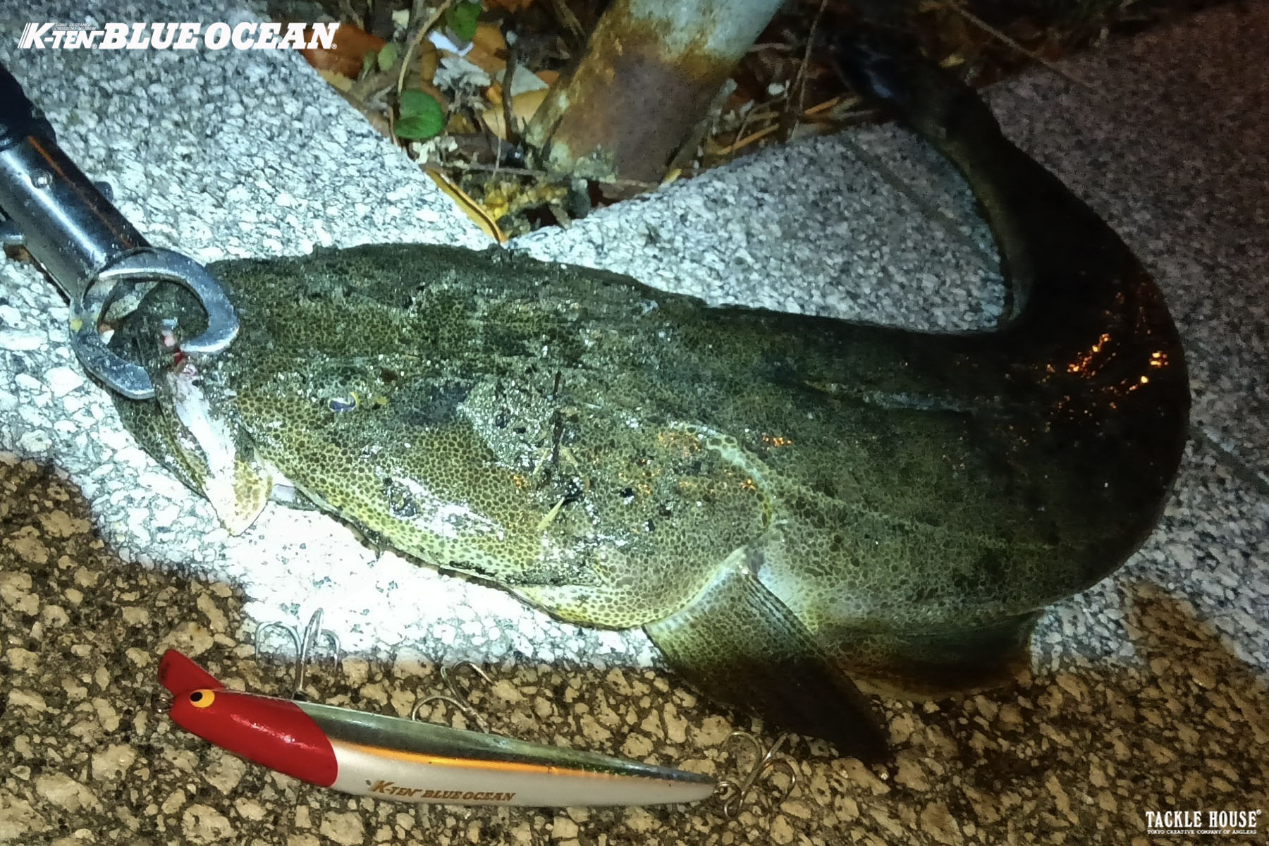 釣果報告 神奈川県湘南 マゴチ。2024/9