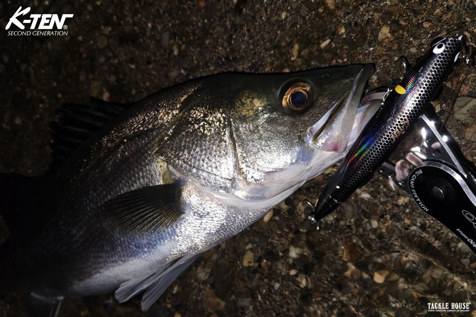 釣果報告 岐阜県 シーバス。2024/11
