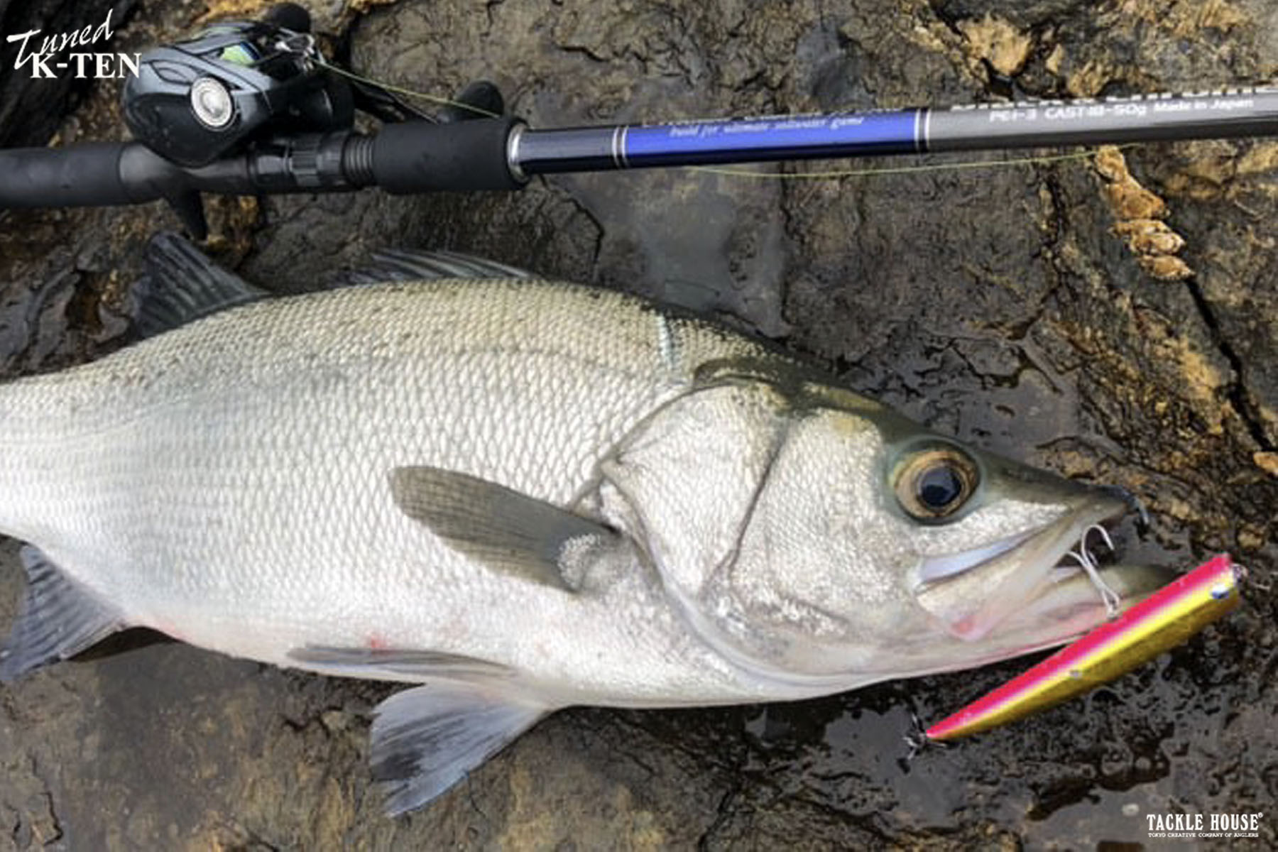 釣果報告 大分県 ヒラスズキ 。2024/10