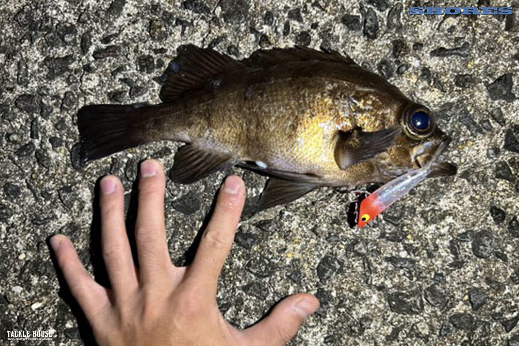 釣果報告 長崎県 メバル。2924/11