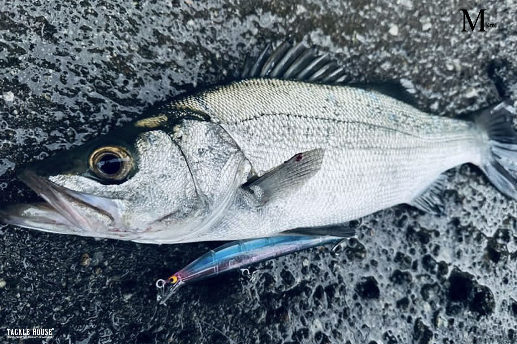 釣果報告 伊豆半島 ヒラスズキ 。2024/11