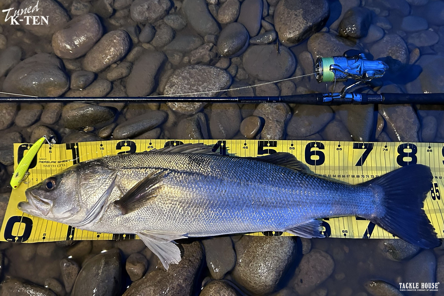 釣果報告 山形県 シーバス。2024/5