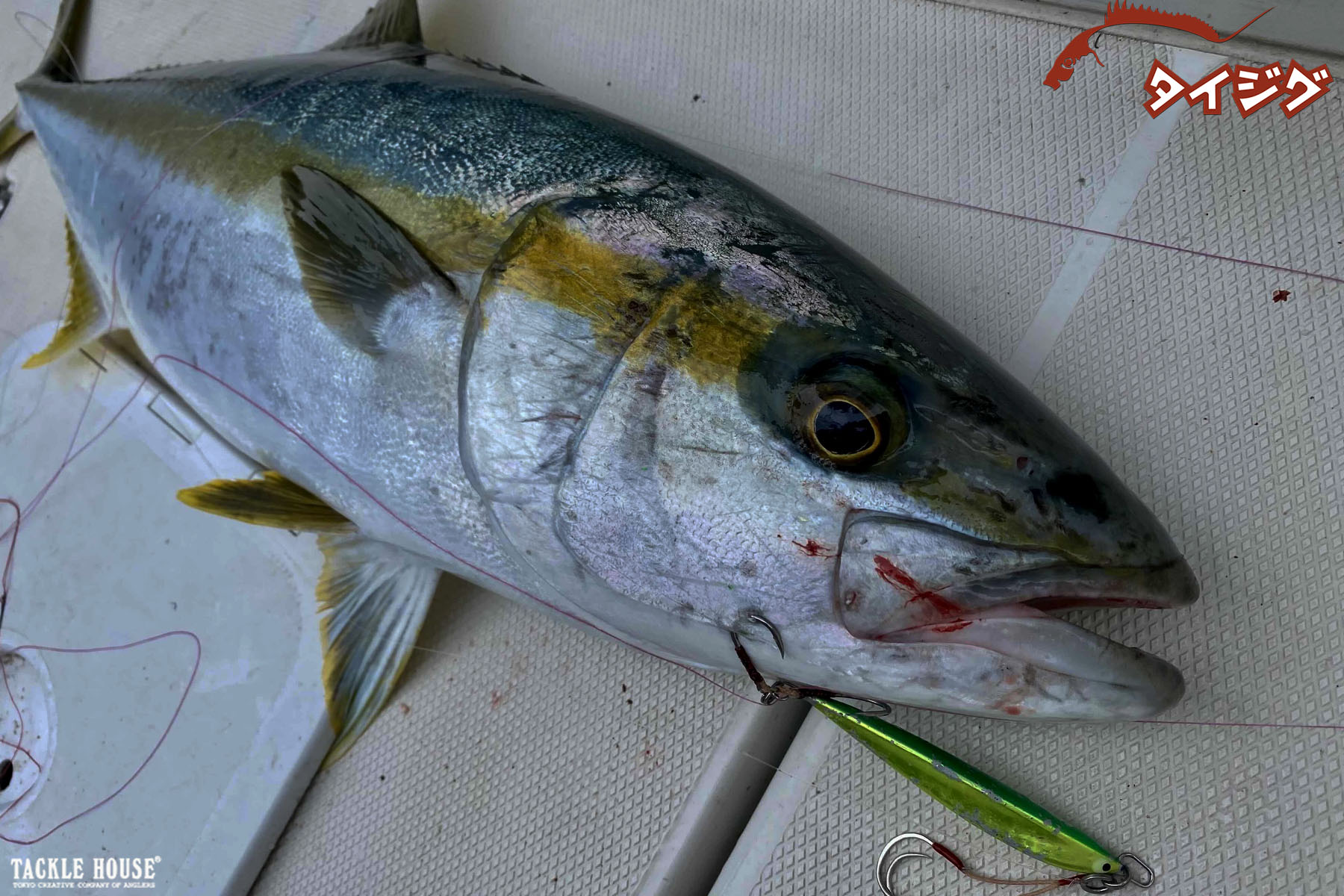 Field report】長崎県平戸沖 ヒラマサ 。2025/3