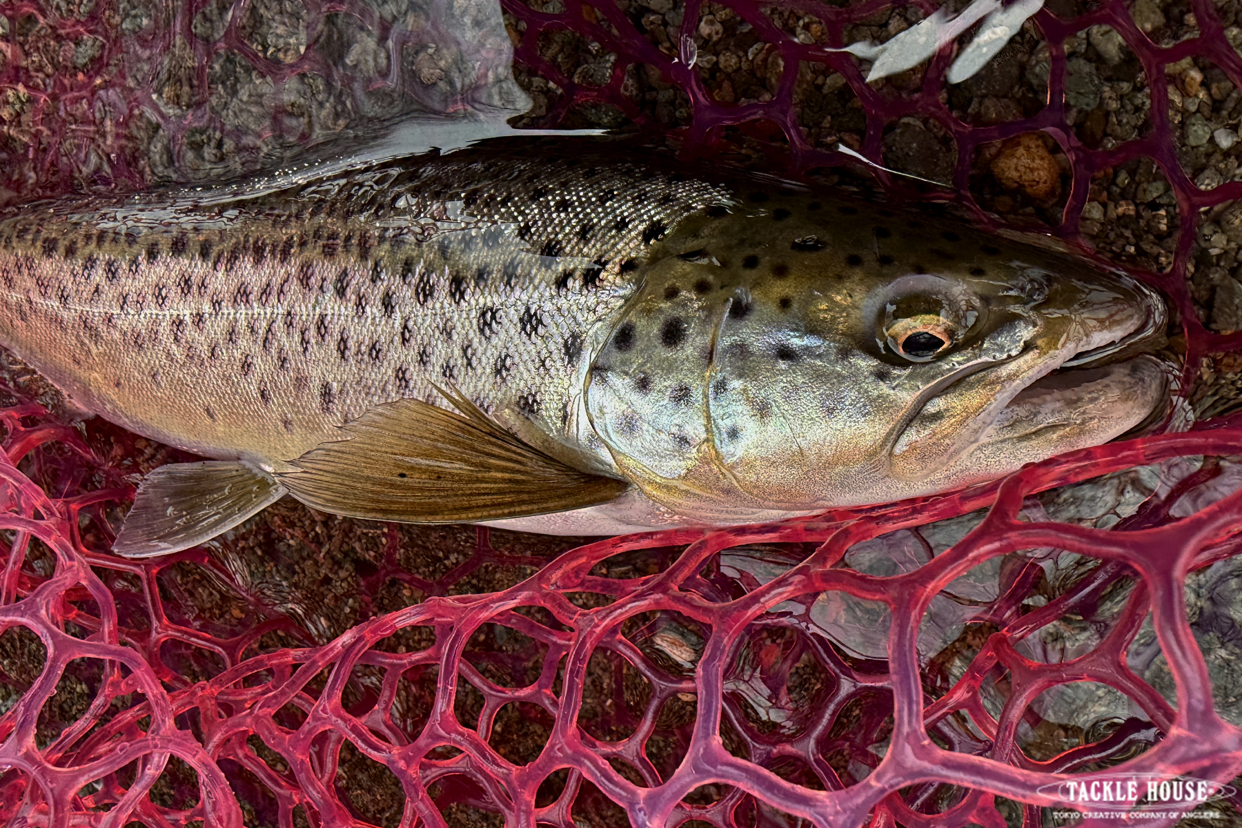 釣果報告 支笏湖 トラウト。2025/4 釣果報告 支笏湖 トラウト。2025/4