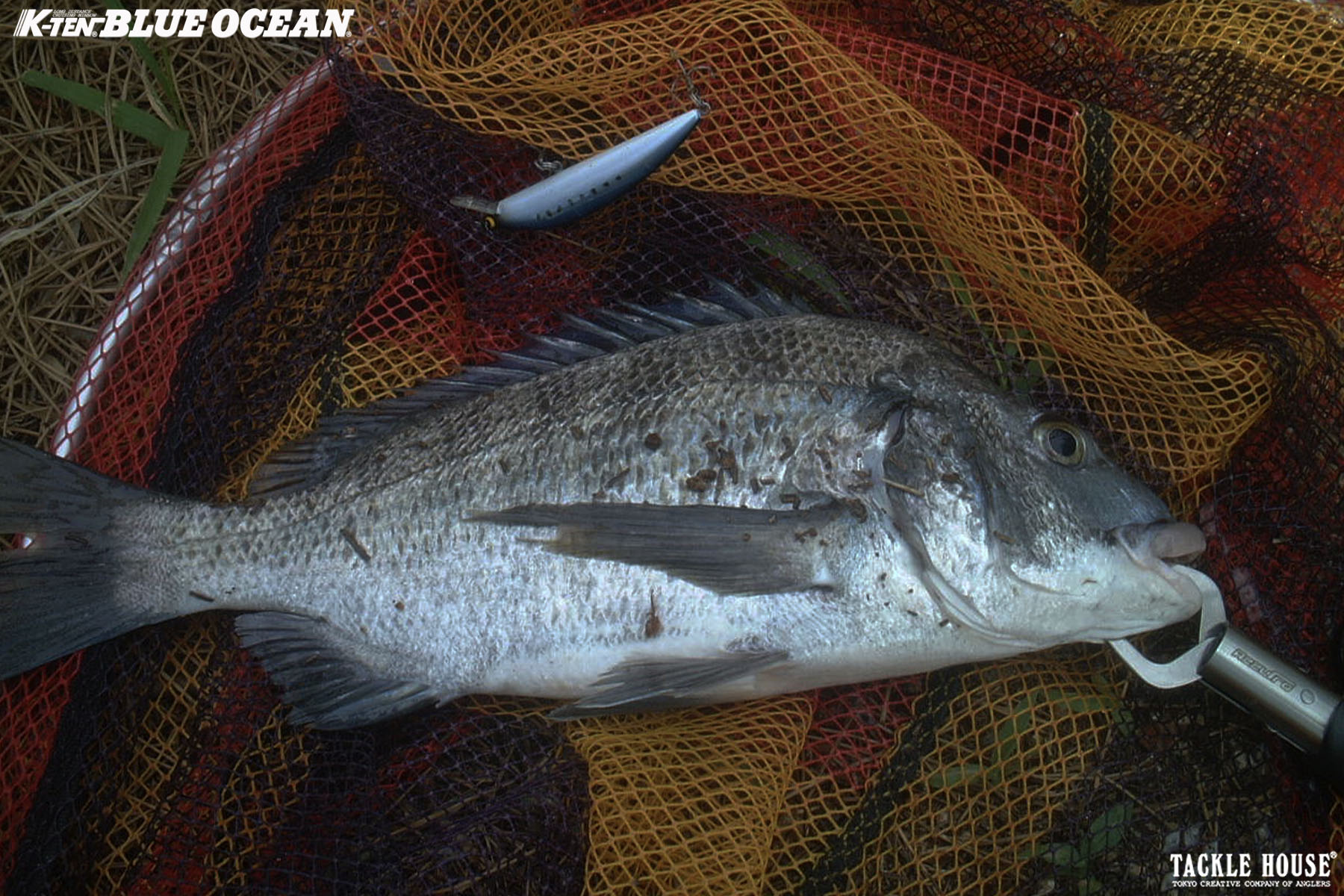 釣果報告 紀北 チヌ(クロダイ)。2025/6