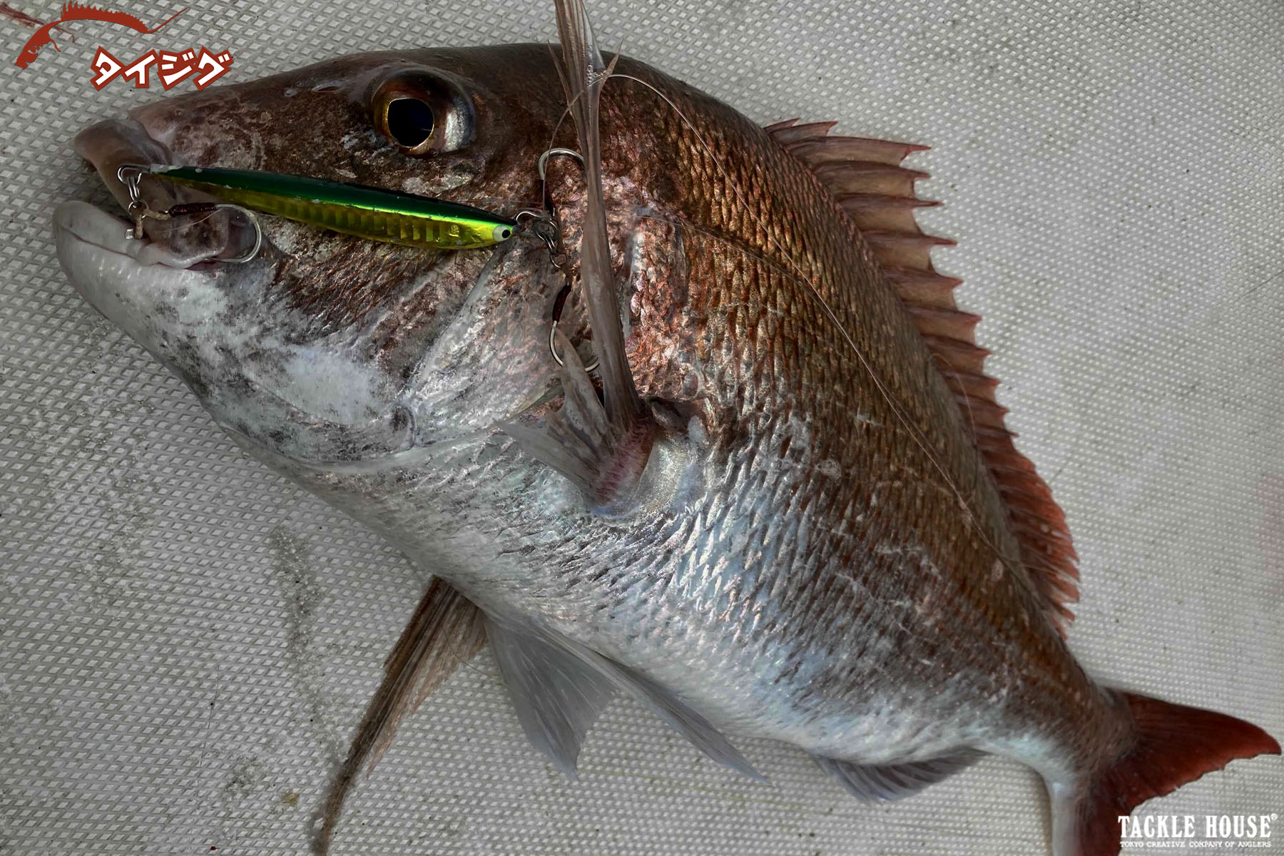 釣果報告 伊万里湾沖 マダイ。2025/5
