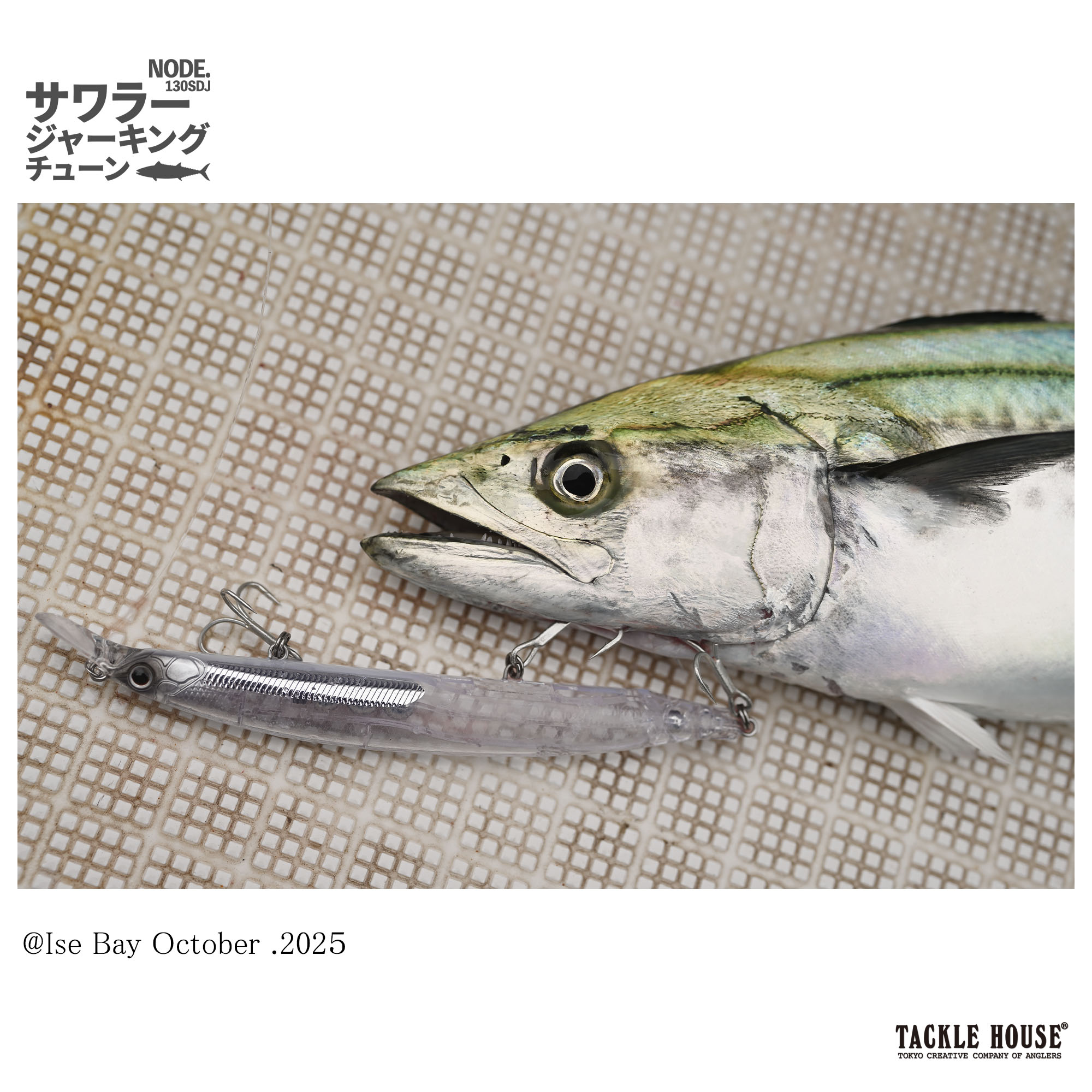 Field report】2025年秋はサワラの当たり！？伊勢湾サワラ