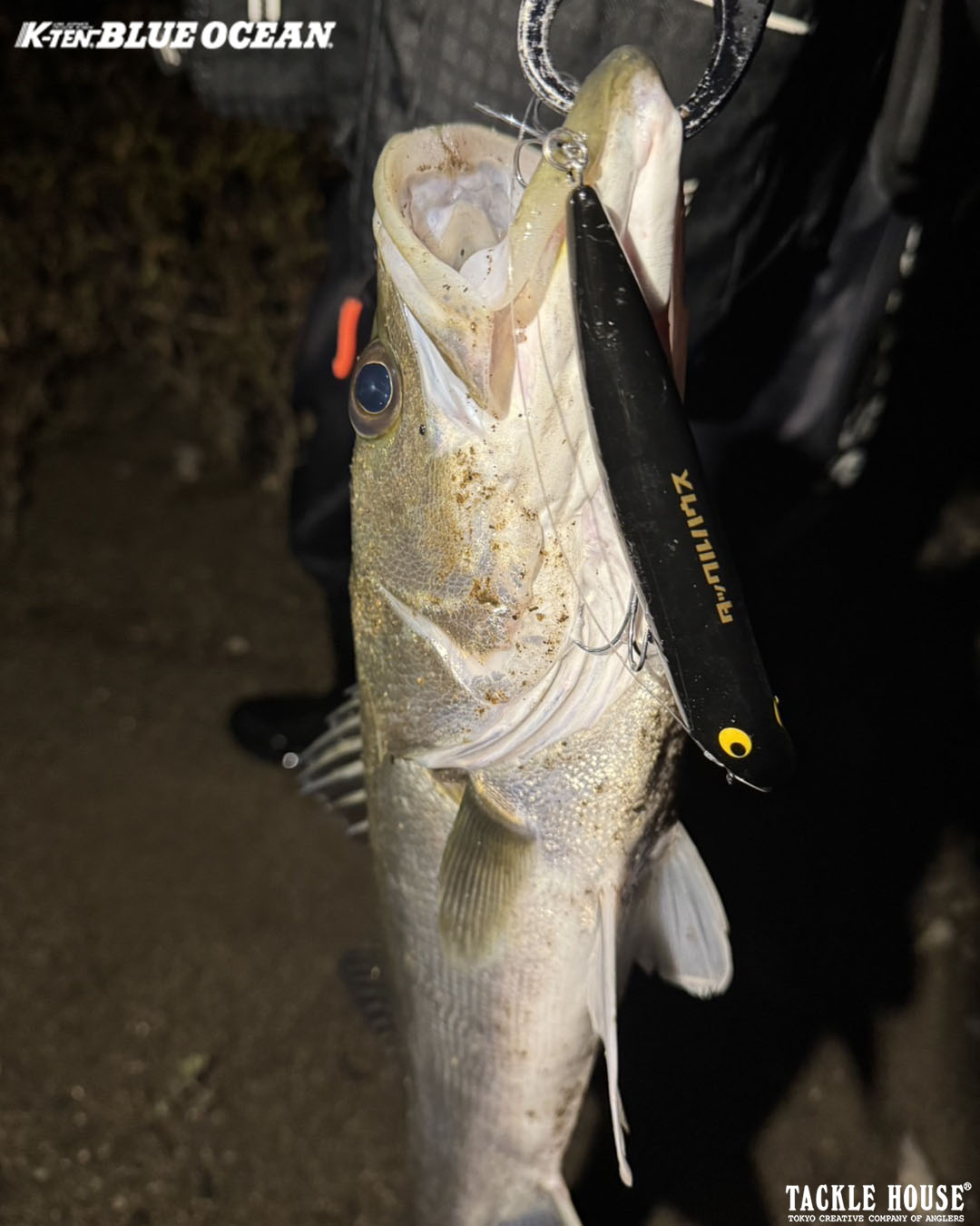 釣果報告 大分県 シーバス。2025/10