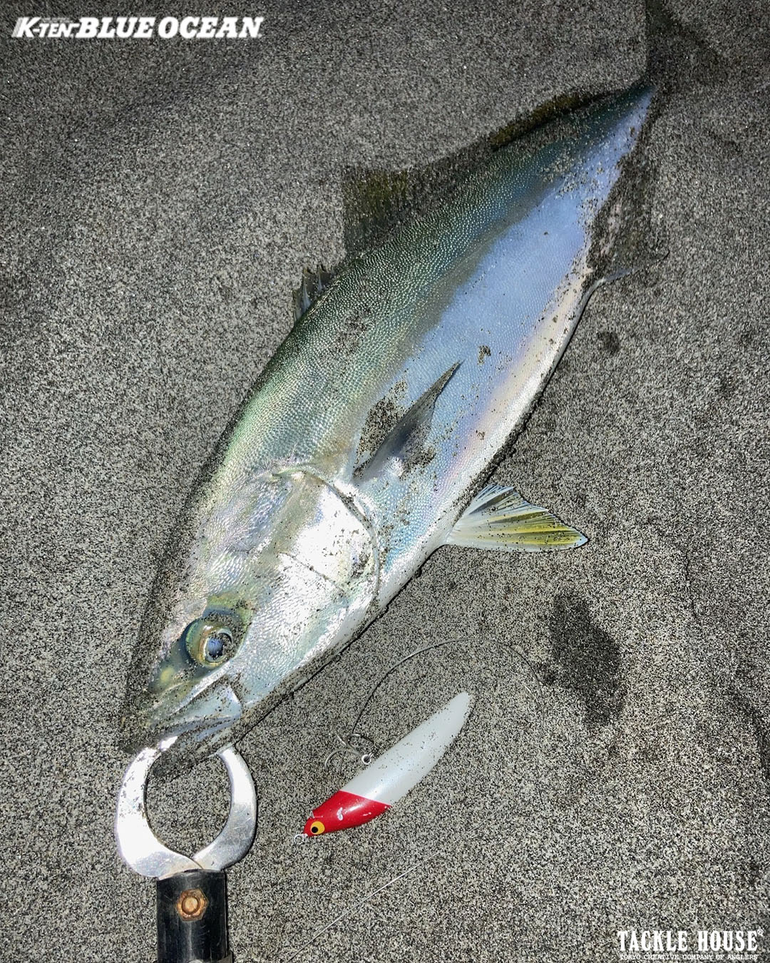釣果報告 静岡県浜松サーフ 青物。2025/10