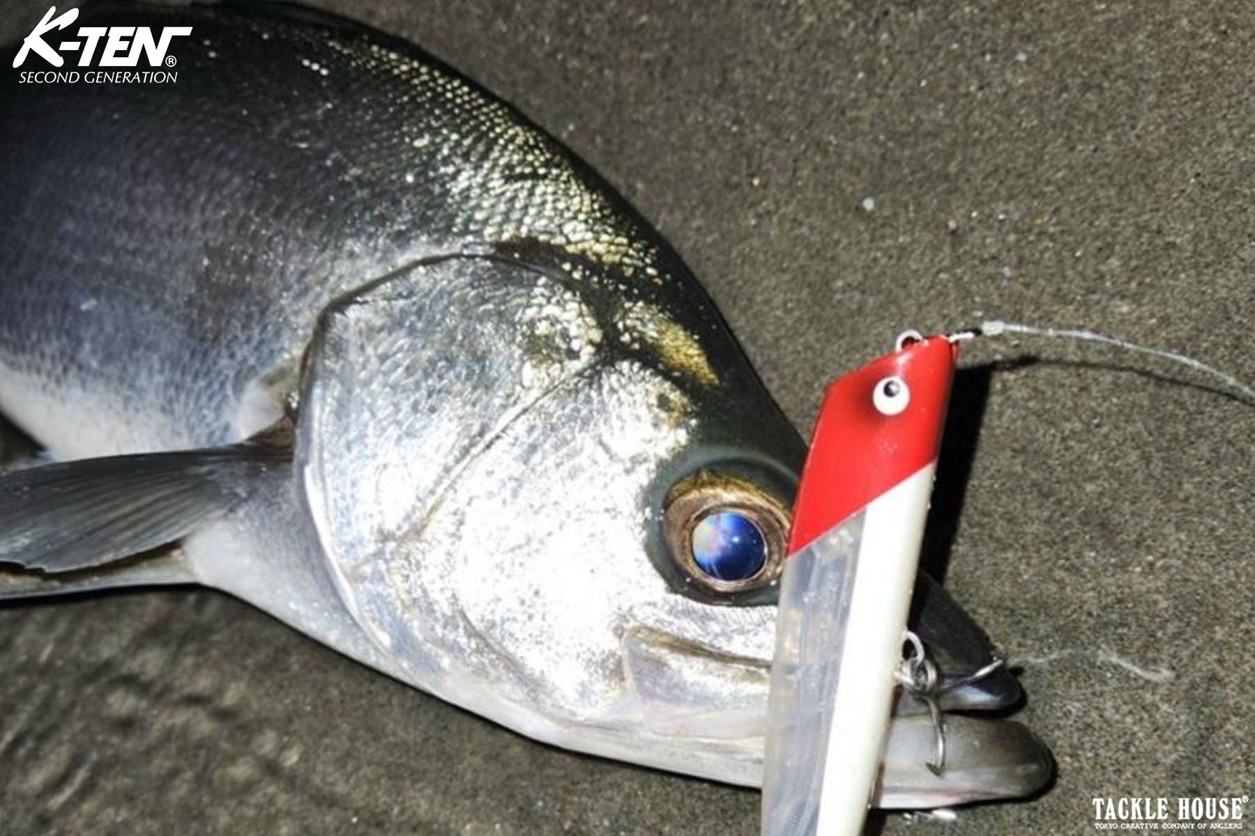 釣果報告 遠州灘サーフ オオニベ、他。2025/11