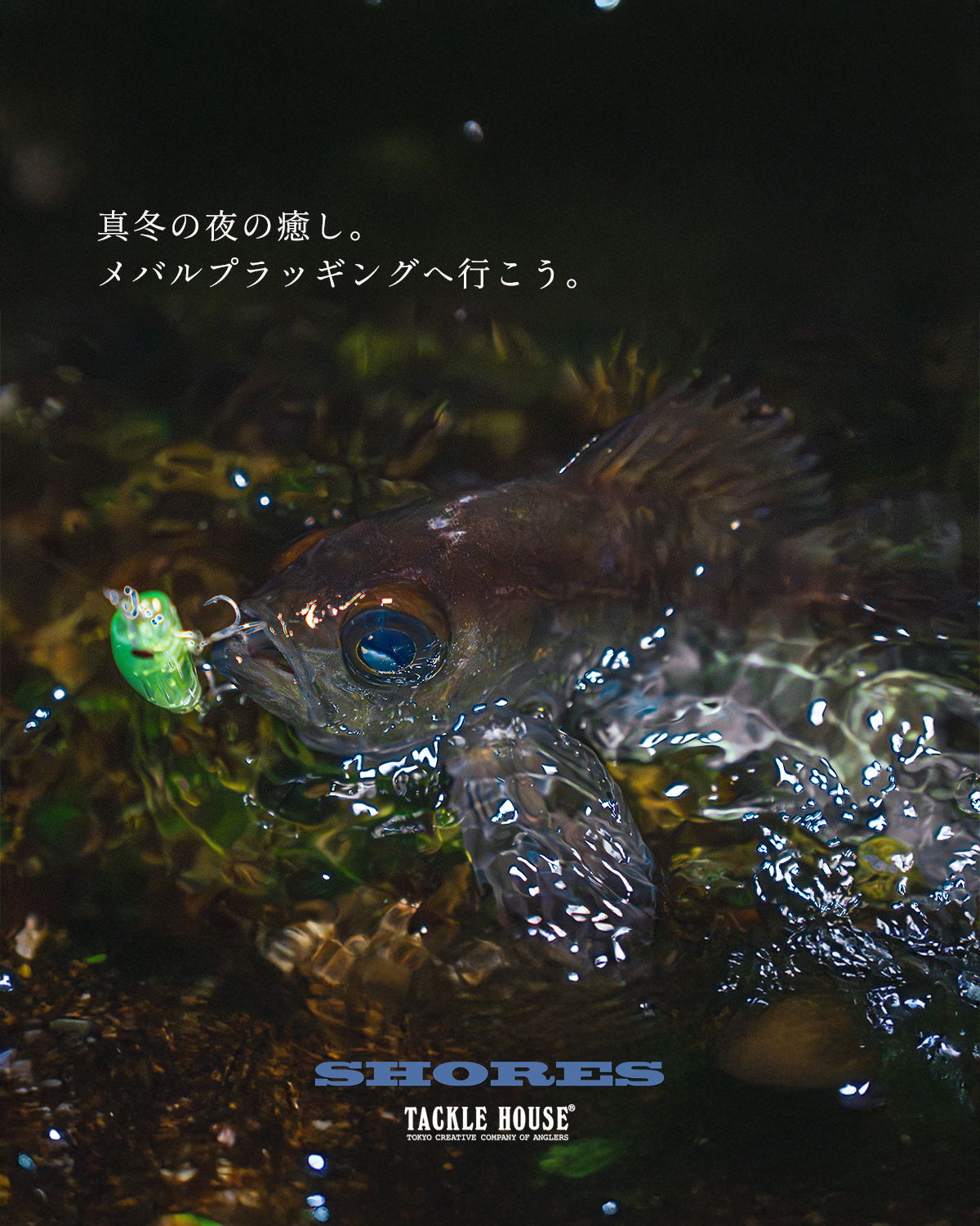 Field report】真冬の夜の癒し、メバルプラッギング。持っててよかった