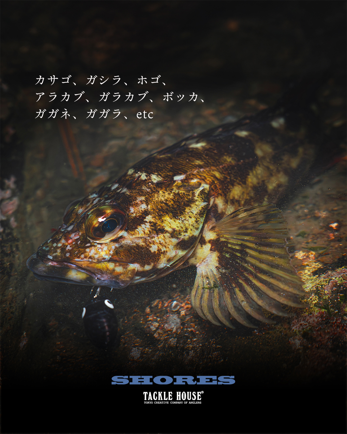 カザフスタン 2022年 鷹  ココボリ Field report】相変わらずの【カサゴプラッギング！】